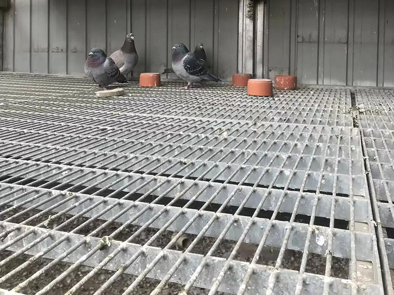 鸽舍地网